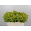 Solidago Tara Gold