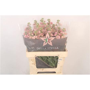 Matth Iron * Premium* Apricot