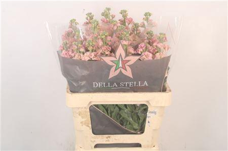 <h4>Matth Iron * Premium* Apricot</h4>