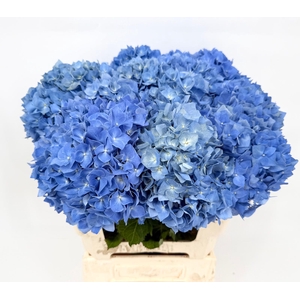 Hydrangea IT Suede Blue