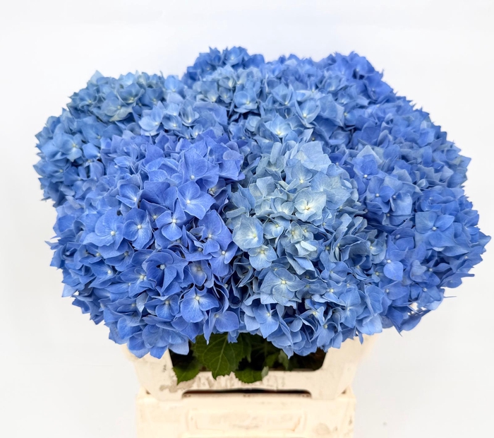 <h4>Hydrangea IT Suede Blue</h4>