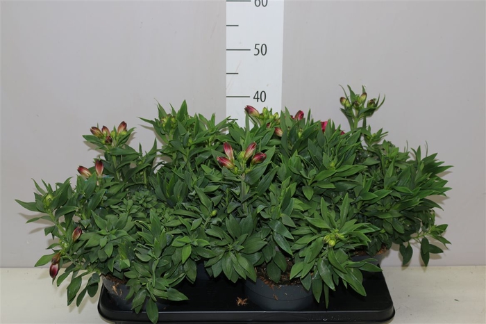 <h4>Alstroemeria Inticancha Romance</h4>