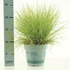 Festuca glauca AmiGold®