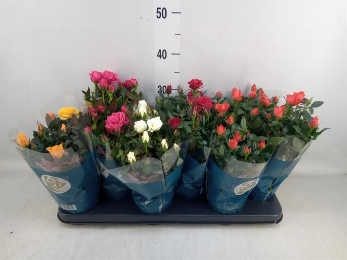 <h4>Rosa 'Star Roses' ...mix</h4>