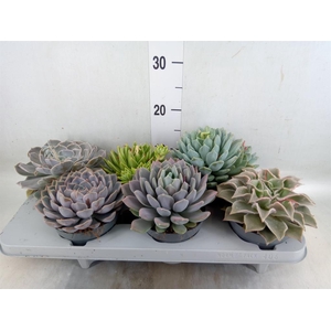 Echeveria   ...mix