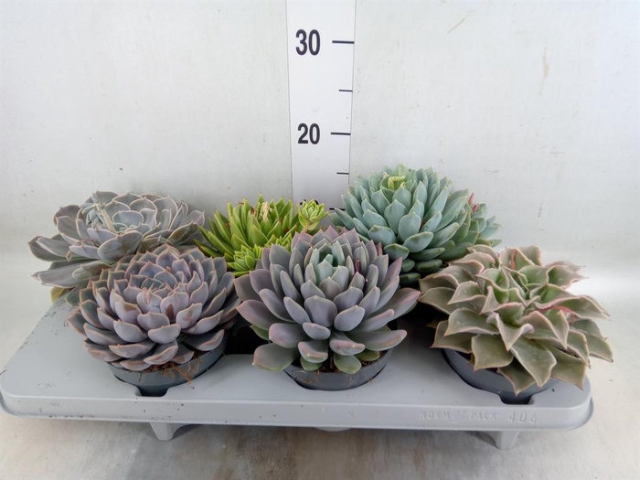 <h4>Echeveria   ...mix</h4>