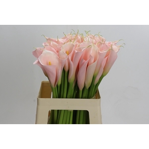 Zantedeschia Eydolls Salmon