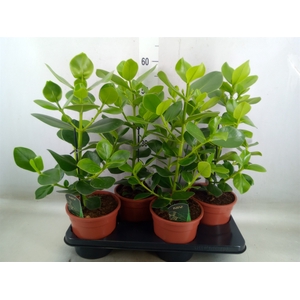 Clusia rosea 'Princess'