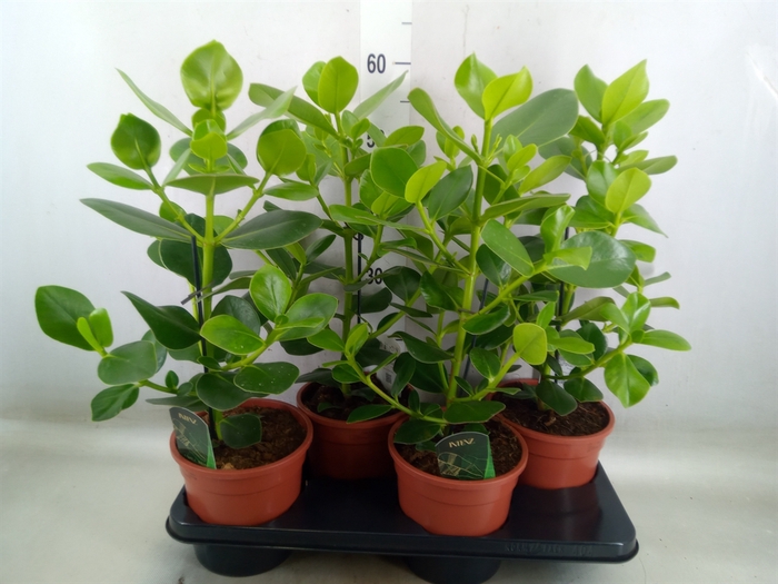 <h4>Clusia rosea 'Princess'</h4>