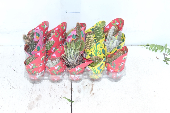 <h4>CACTUS MINI P06</h4>