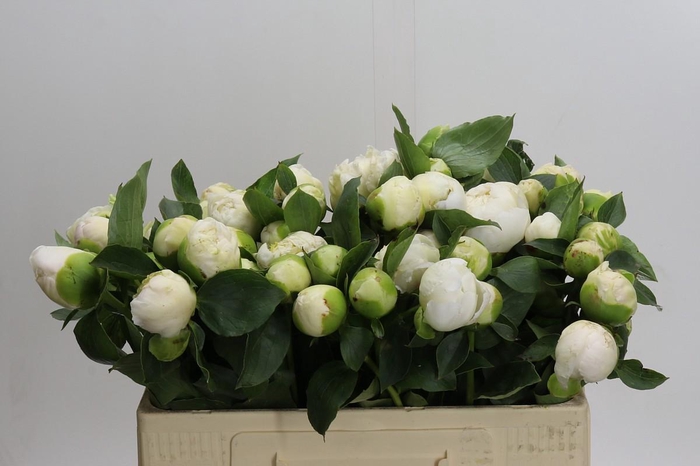 <h4>Paeonia Bridal Gown</h4>