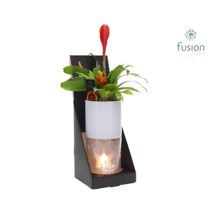 Glas tube Led planter groot met Bromelia