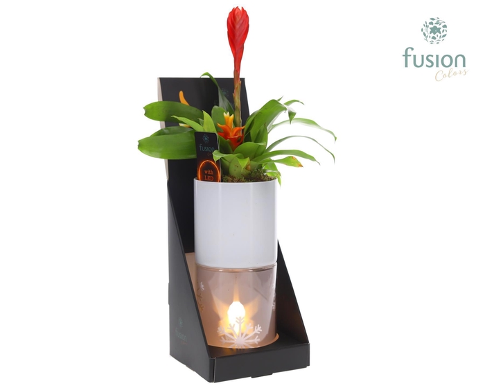 <h4>Glas tube Led planter groot met Bromelia</h4>