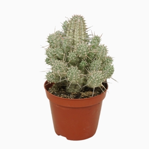 Euphorbia mammillaris