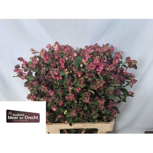 SYMPHO MAG RUBY FALL