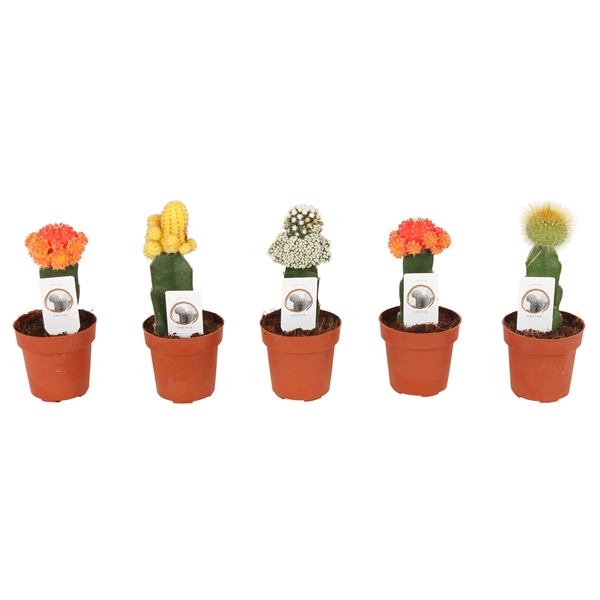 <h4>Cactus mix Ø8,5cm (including Gymnocalycium)</h4>