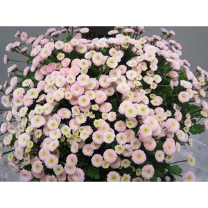 Tana Pa Rio Sweet Rose