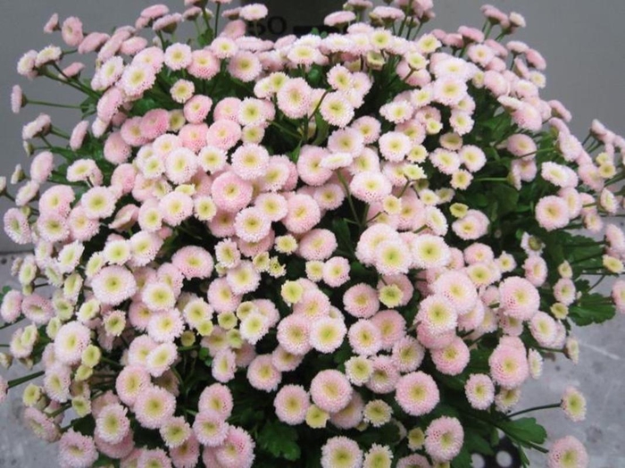 <h4>Tana Pa Rio Sweet Rose</h4>