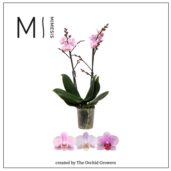 <h4>Mimesis Phal. Multi Light Pink - 2 spike 12cm</h4>