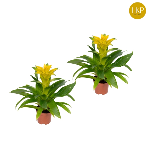 <h4>Guzmania Diana Geel (Met Hoes)</h4>