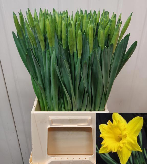 <h4>Narc T Dutch Master</h4>