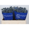 Eryngium Blue Dynamite