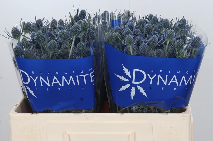 Eryngium Blue Dynamite