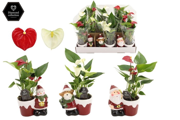 <h4>Anthurium   ...mix</h4>