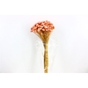 Dried Batao Light Pink Bunch