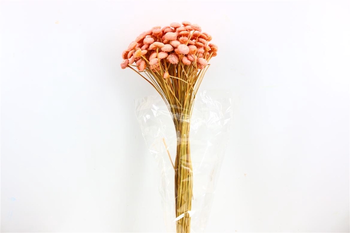 Dried Batao Light Pink Bunch