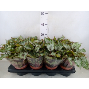Begonia BD 'Beleaf Asian Tundra'