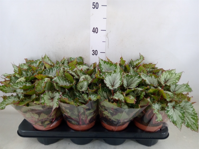 <h4>Begonia BD 'Beleaf Asian Tundra'</h4>