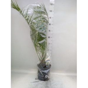 Phoenix canariensis