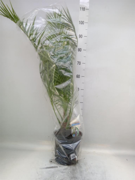 <h4>Phoenix canariensis</h4>