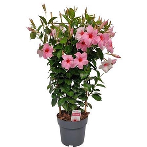 Mandev Sund Cream Trellis - 1153