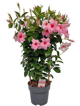 <h4>Mandev Sund Cream Trellis - 1153</h4>