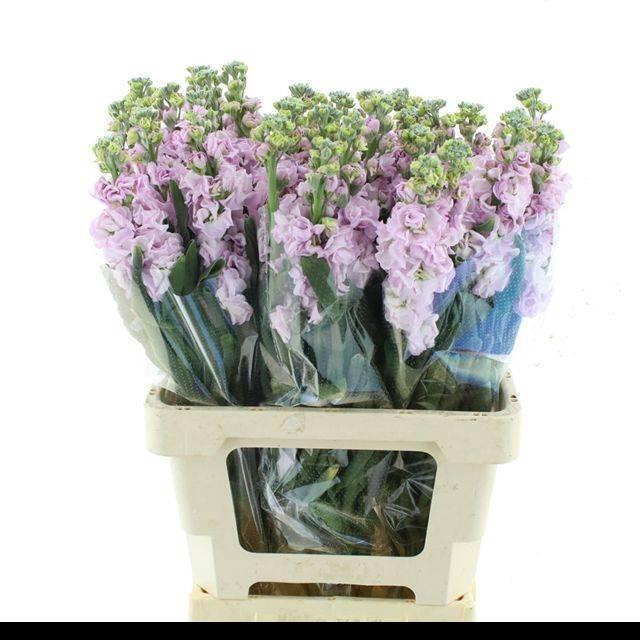 <h4>MATTH IRON CHERRY BL</h4>