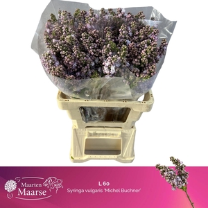 SYR V MICHEL BUCHNER