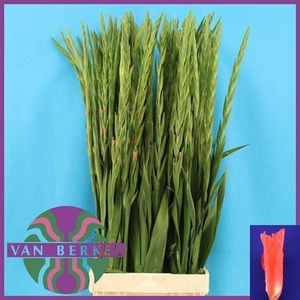 Gladiolus grootbloemig 'New Release'