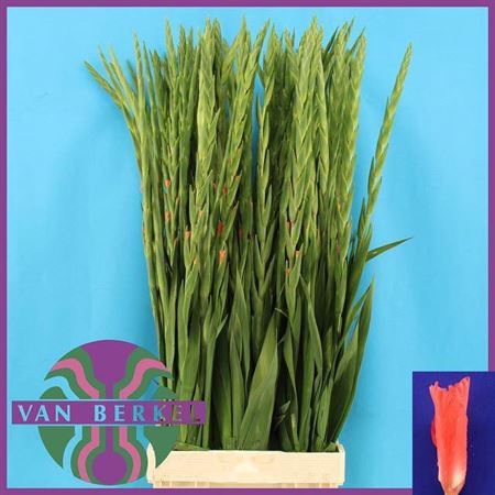 <h4>Gladiolus grootbloemig 'New Release'</h4>