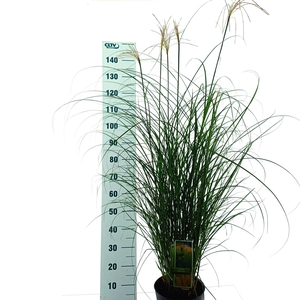 MISC SINENSIS