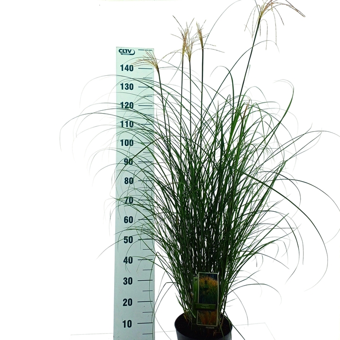 <h4>MISC SINENSIS</h4>