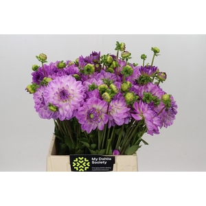 Dahlia Mediterrannee