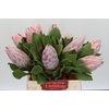 Protea Cynaroides