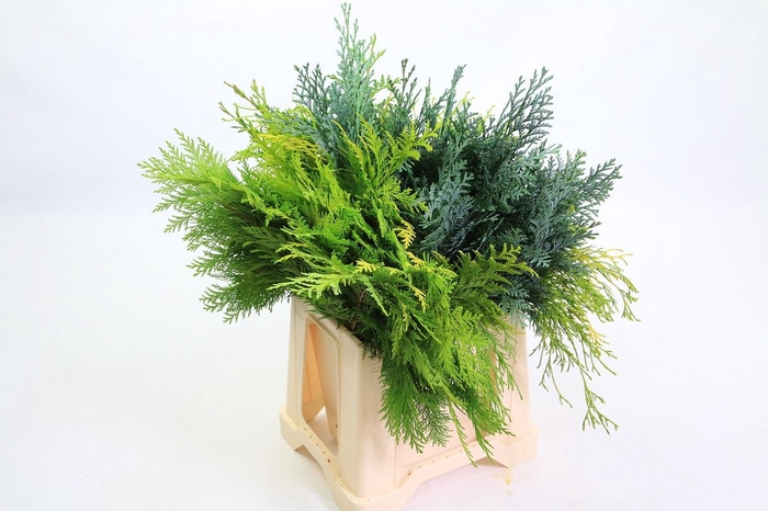 <h4>Coniferen Mixed (per bunch)</h4>