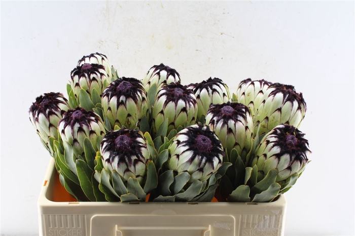<h4>Protea Mag Niobe</h4>