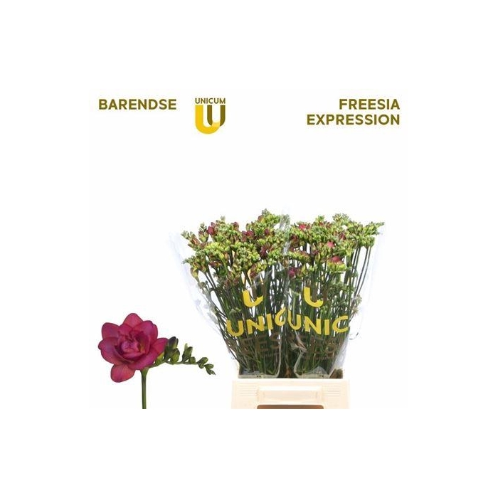 <h4>Fr Du Expression</h4>