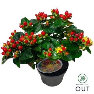 Hypericum Miracle Attraction P13