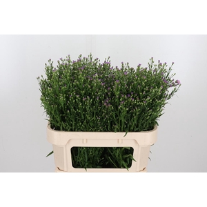 Aster Casarosa Roze
