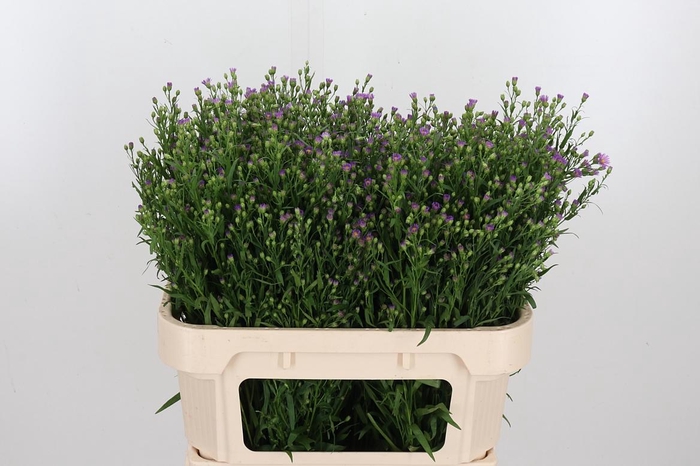 <h4>Aster Casarosa Roze</h4>